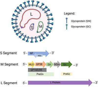 CCHFV vaccine development, current challenges, limitations, and future directions